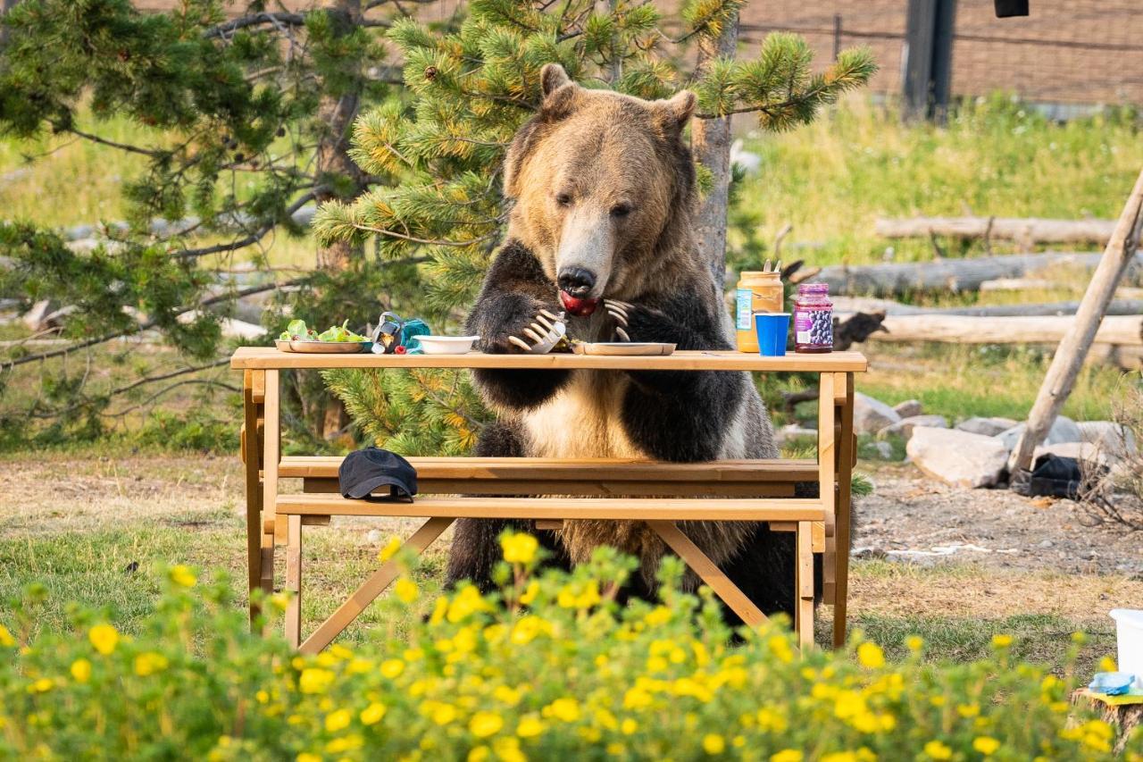 Baby Bear Cabin Villa West Yellowstone Esterno foto